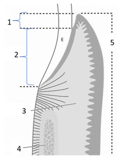 Q37.png 232×312
