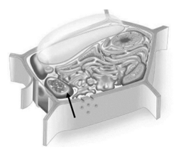 Q27.png 269×208