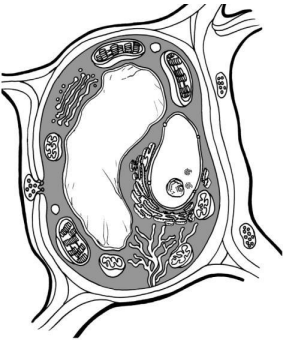 Captura_de tela 2025-05-06 084203.png 285×342