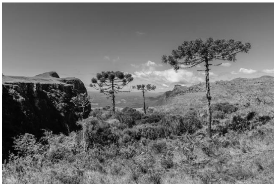 038.png 555×371