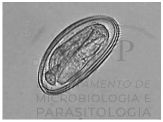 Captura_de tela 2024-12-27 100928.png 328×246