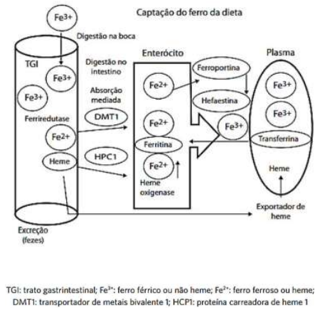 Captura_de tela 2025-12-21 183149.png 450×439