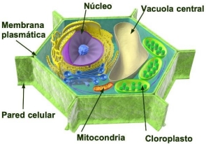 39.jpg 295×206