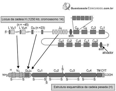 Imagem 029.jpg
