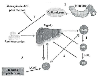 Imagem associada para resolução da questão