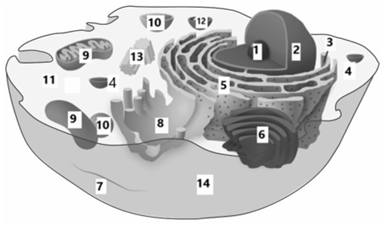 Q.31.png 390×225