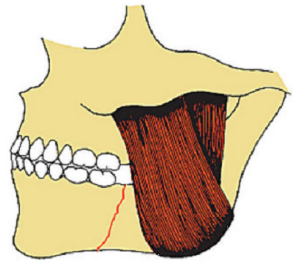 39.png 296×265