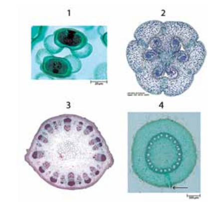 q_44 biol.png 429×405