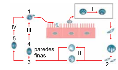 q_43 biol.png 385×229