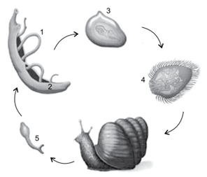 Q38.png 296×253