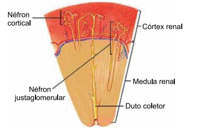 Captura_de tela 2025-08-04 164045.png 404×262