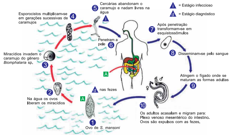 Captura_de tela 2025-08-04 163757.png 807×460