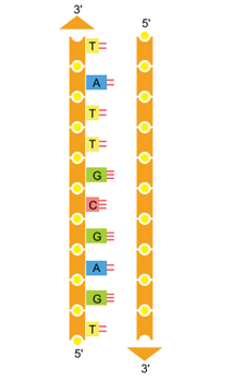 Q36.png 213×349